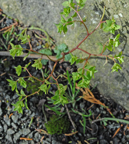 Euphorbia peplus whole