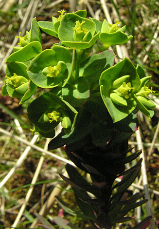 Euphorbia portlandica close