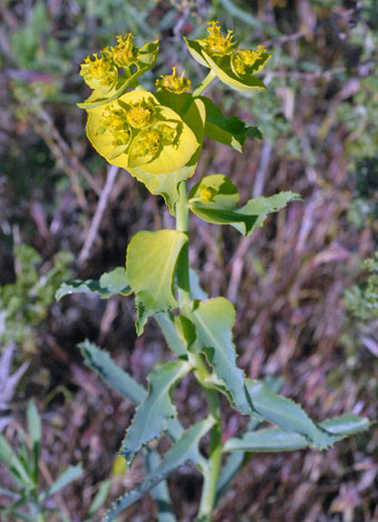 Euphorbia serrata close