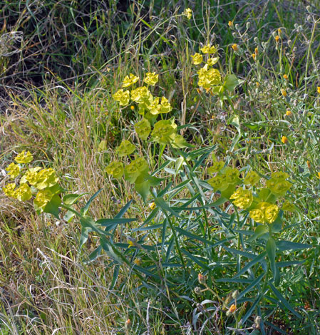 Euphorbia serrata whole