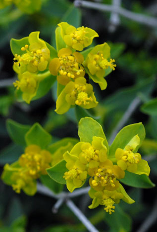 Euphorbia spinosa close