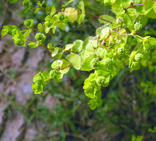 Euphorbia serratula close