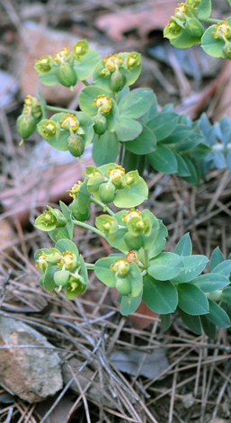 Euphorbia veneris close
