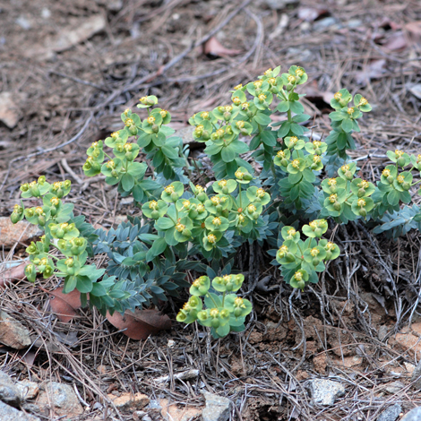 Euphorbia veneris whole