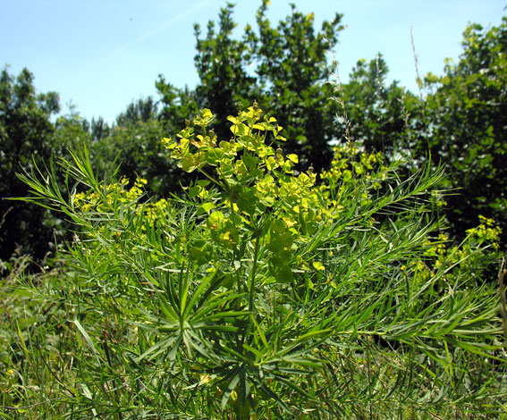 Euphorbia x pseudovirgata whole