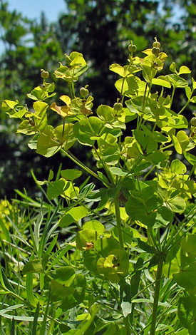 Euphorbia x pseudovirgata close