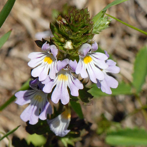 Euphrasia alpina whole