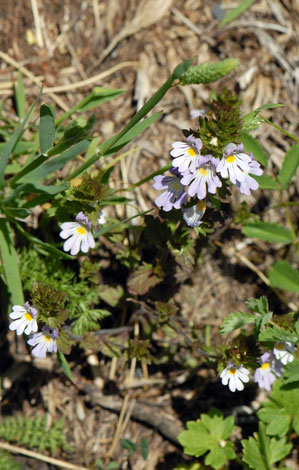 Euphrasia alpina whole