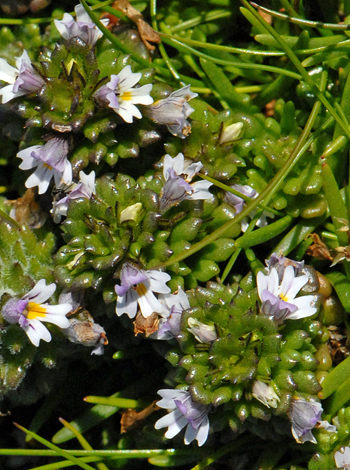 Euphrasia foulaensis close