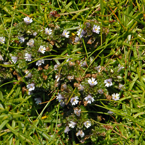 Euphrasia foulaensis whole