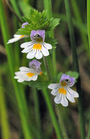 Euphrasia rostkoviana ssp montana