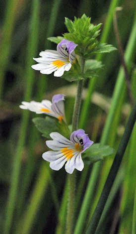 Euphrasia rostkoviana ssp montana