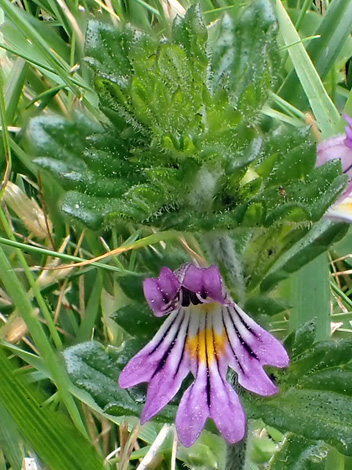 Euphrasia vigursii close