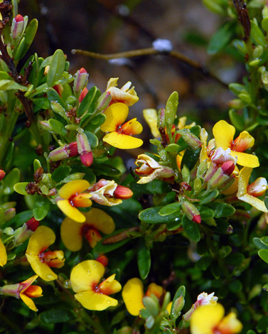 Eutaxia myrtifolia close