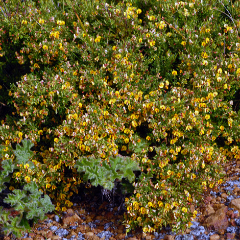 Eutaxia myrtifolia whole