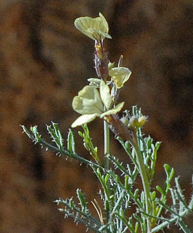 Euzomodendron bourgaeanum close