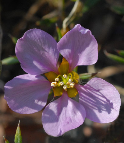 Fagonia cretica close