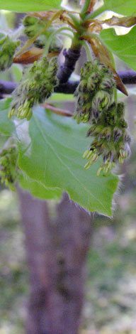 Fagus sylvatica