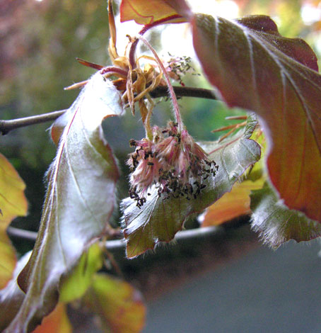  Fagus sylvatica Copper Beech