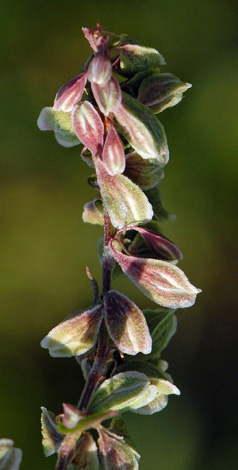 Fallopia convolvulus close
