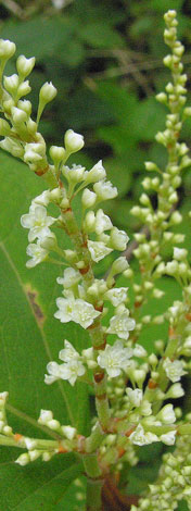 Fallopia japonica close
