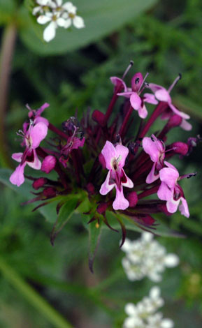 Fedia cornucopiae close