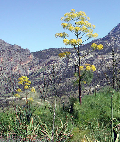 Ferula communis Cyprus