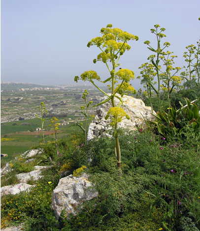 Ferula communis Gozo