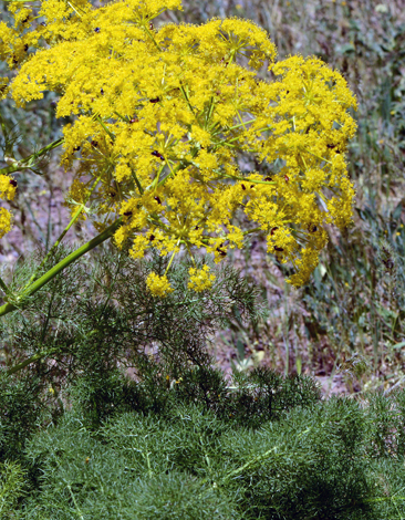 Ferula orientalis close