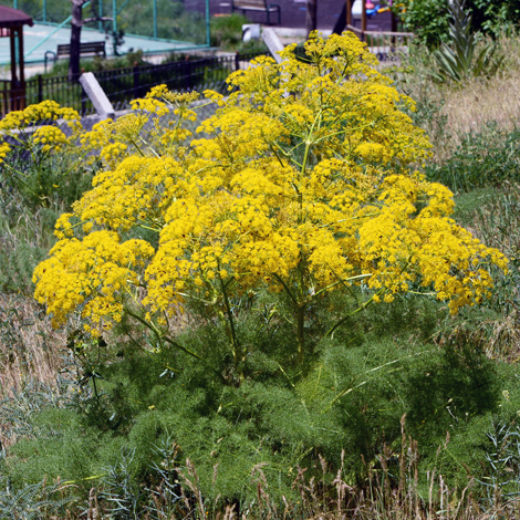 Ferula orientalis whole