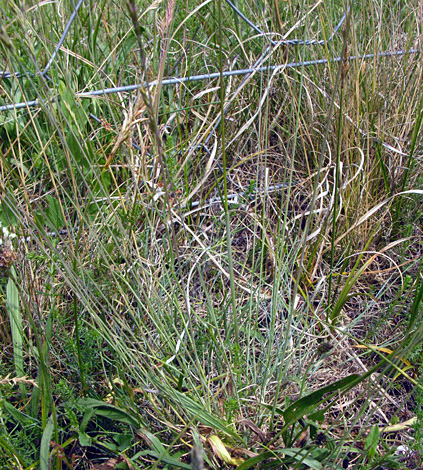 Festuca longifolia whole