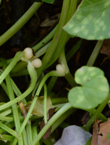 Ficaria verna ssp verna close