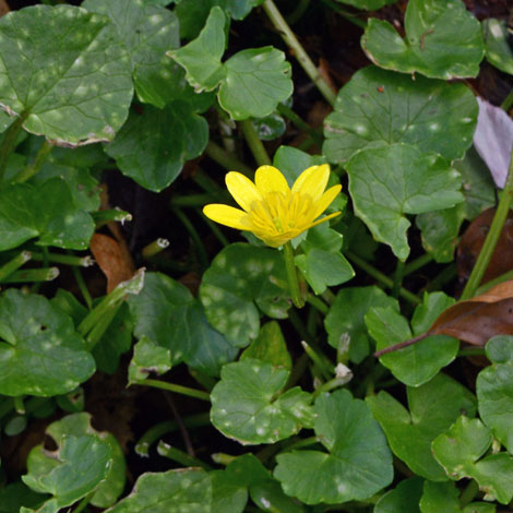 Ficaria verna ssp verna whole