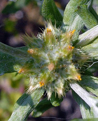 Filago pyramidata flower