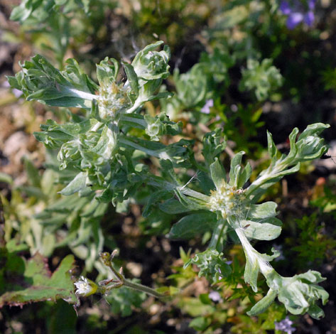 Filago pyramidata whole