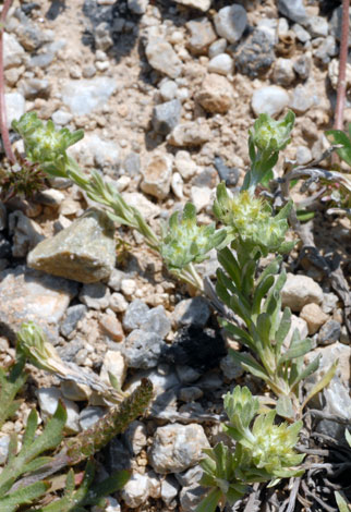 Filago pyramidata whole Crete