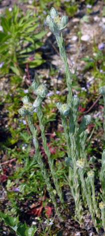 Filago vulgaris whole