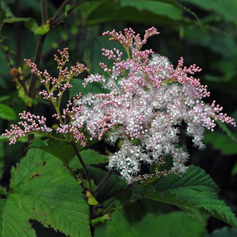 Filipendula camtschatica close