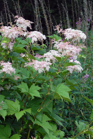 Filipendula camtschatica whole