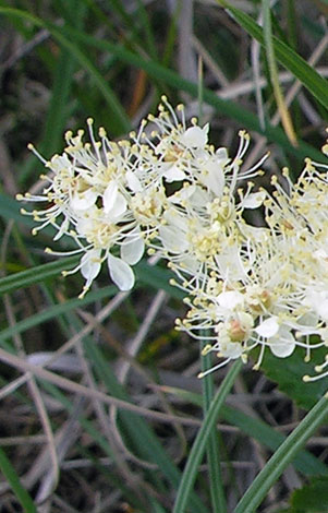 Filipendula ulmaria close