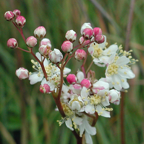 Filipendula vulgaris close