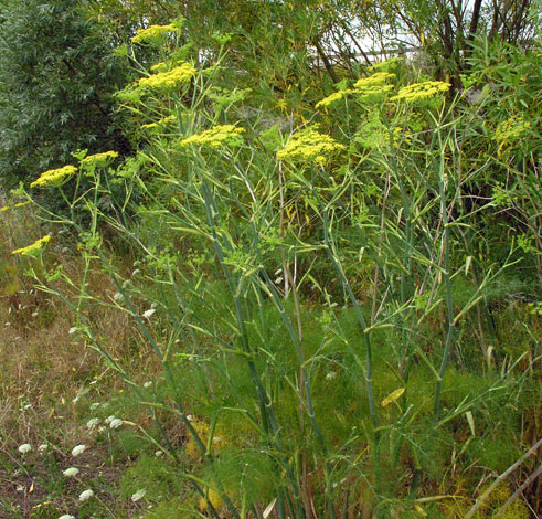 Foeniculum vulgare whole