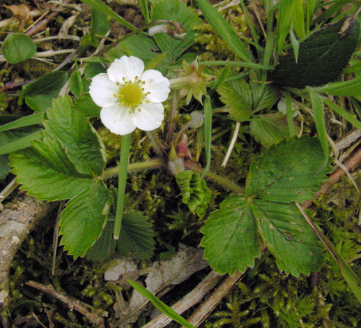 Frgaria vesca