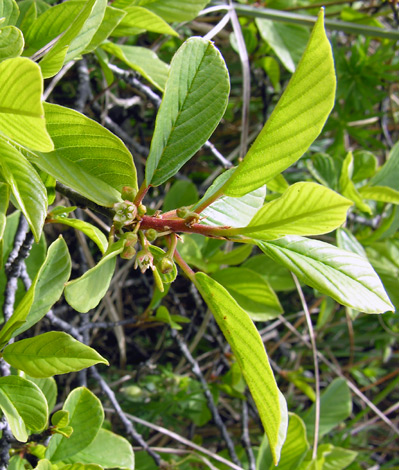 Frangula alnus