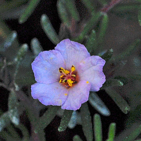 Frankenia capitata close