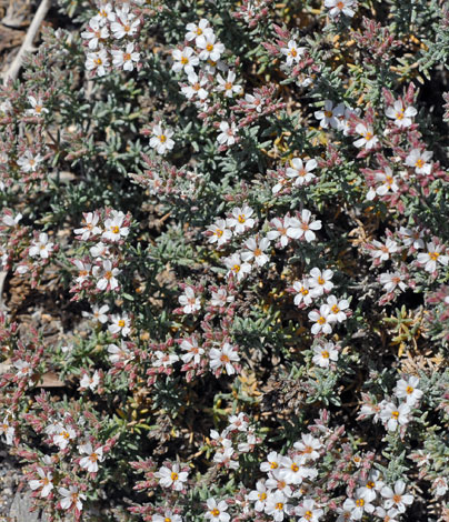 Frankenia corymbosa whole