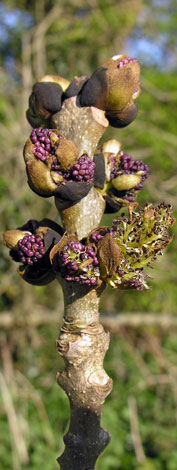 Fraxinus excelsior close buds third stage