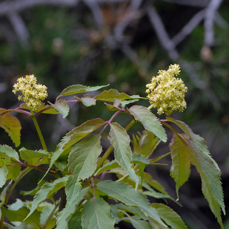 Fraxinus ornus close