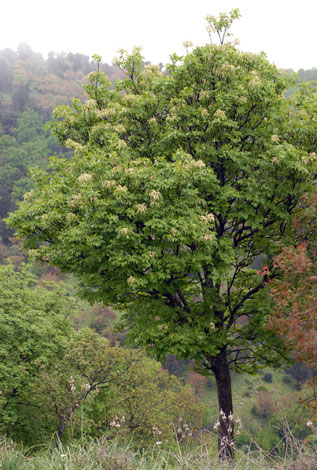 Fraxinus ornus whole