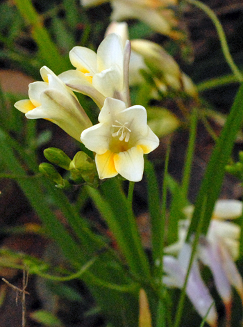Freesia alba x leichtlinii close